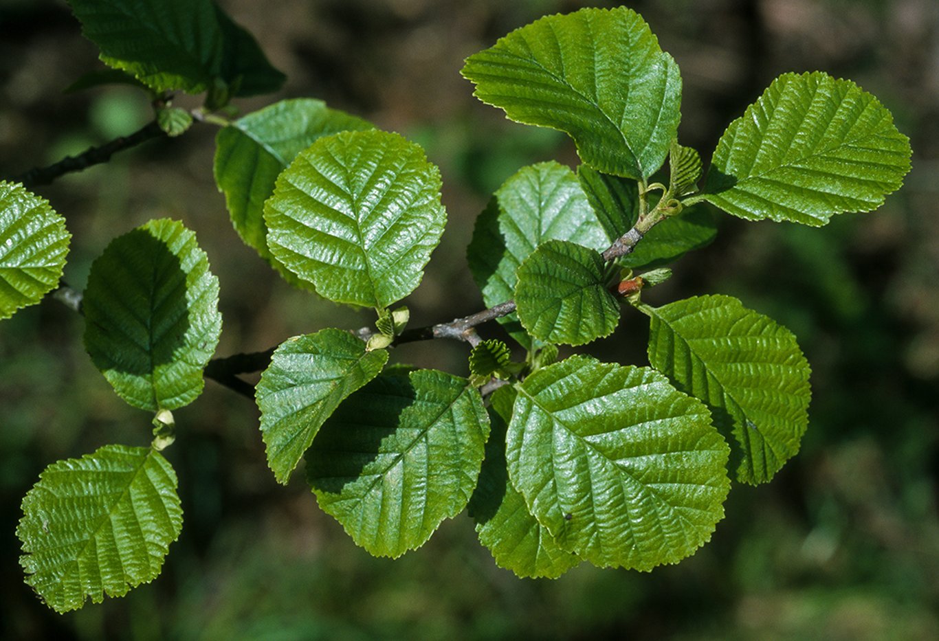 Alnus glutinosa - 80-120 CM bare root 1/1